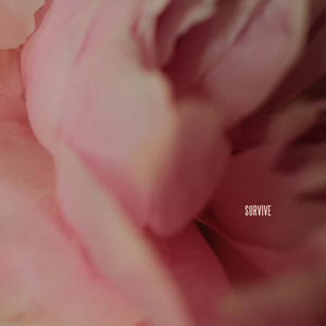 在线观看成人网站a
